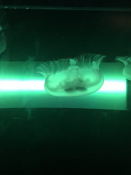 Jellyfish in florescent tube with green lighting